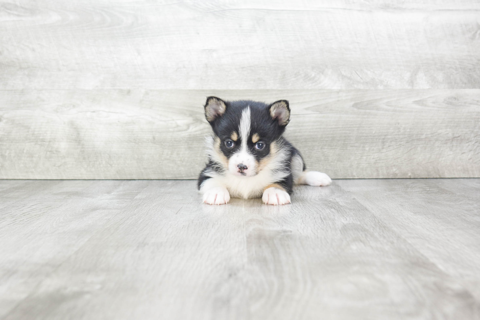 Best Pomsky Baby