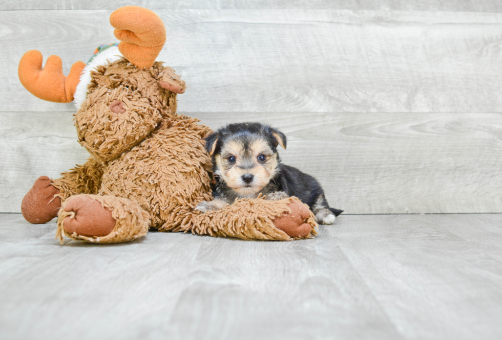 Cute Morkie Baby