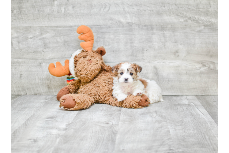 Small Morkie Baby