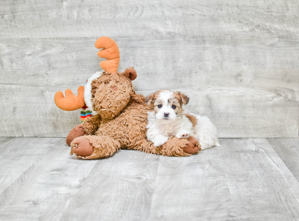 Small Morkie Baby