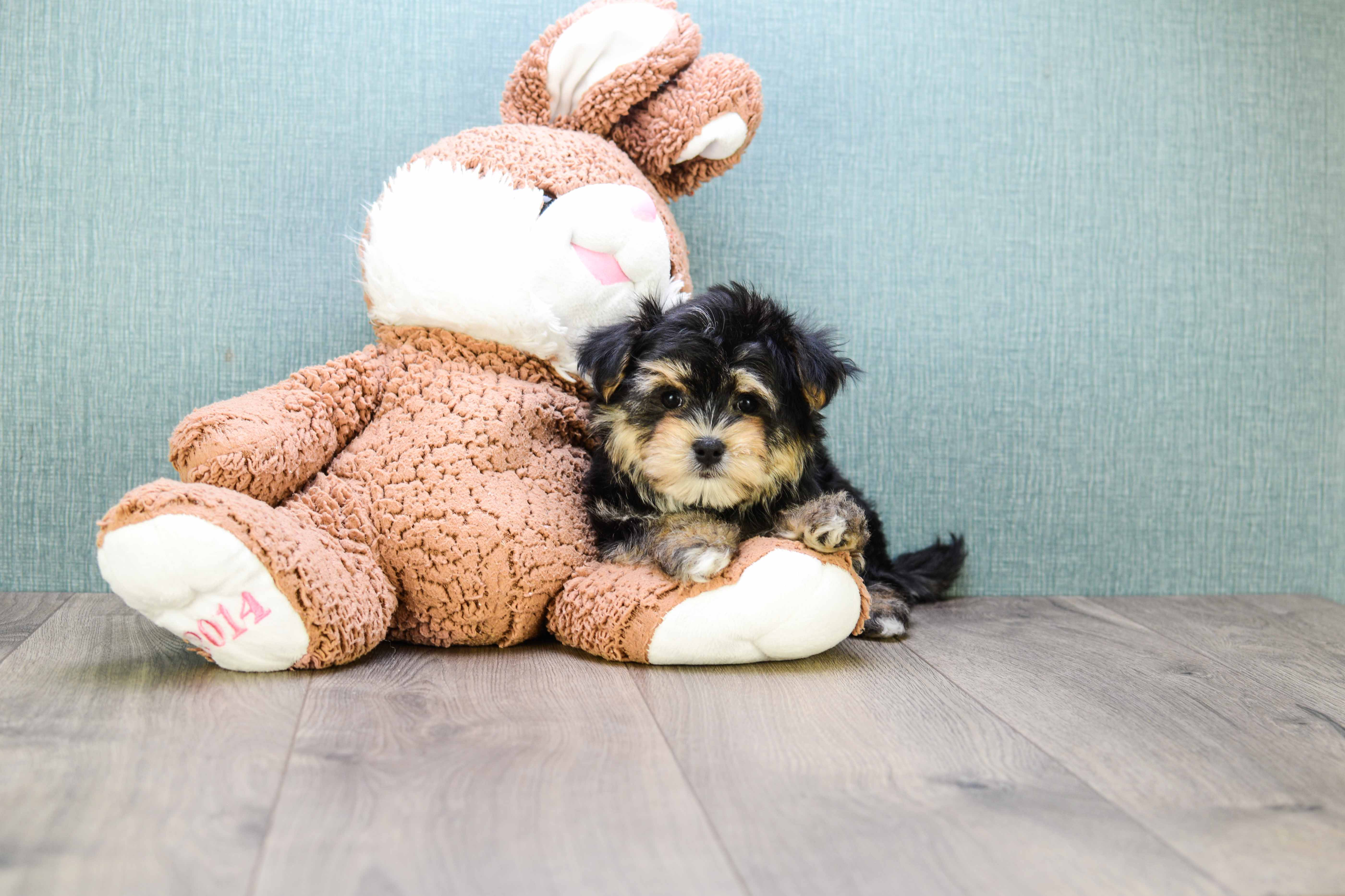 Morkie Pup Being Cute