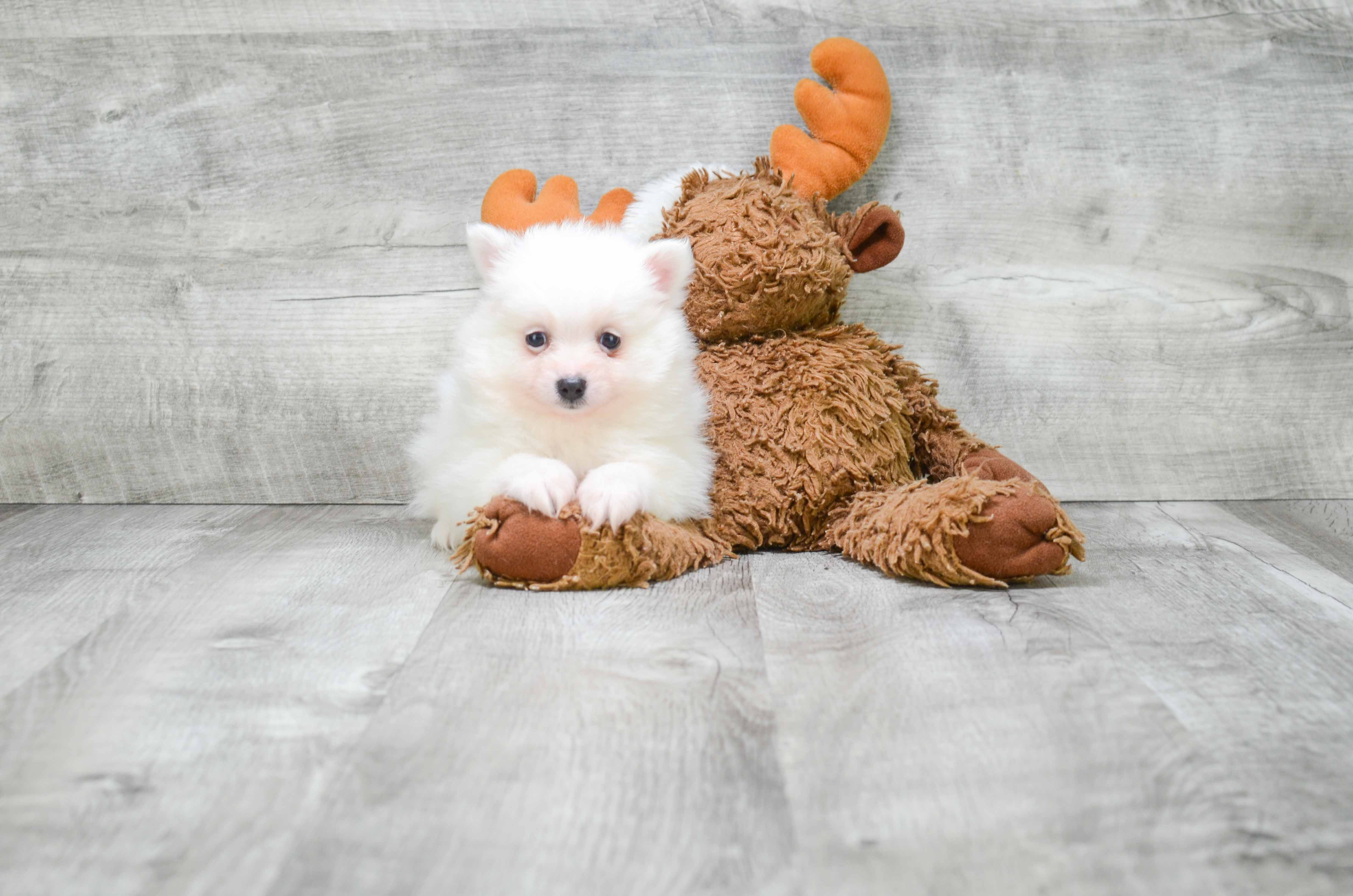 Pomeranian Pup Being Cute