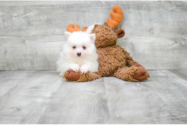 Pomeranian Pup Being Cute