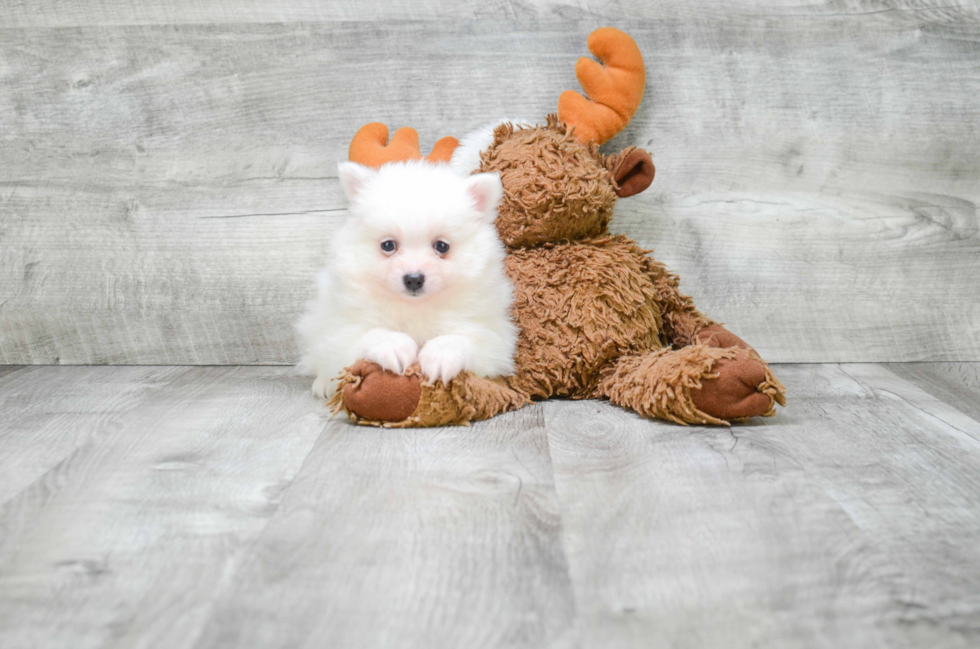 Pomeranian Pup Being Cute
