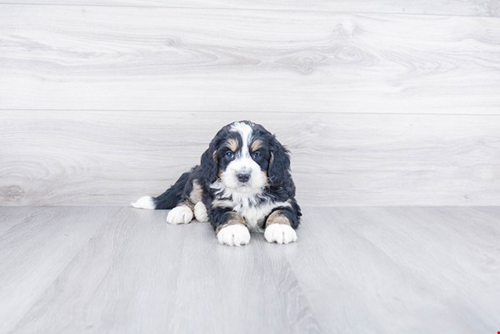 Adorable Bernadoodle Poodle Mix Puppy