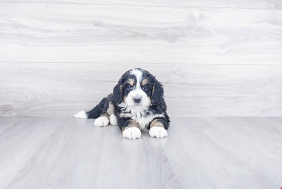 Adorable Bernadoodle Poodle Mix Puppy