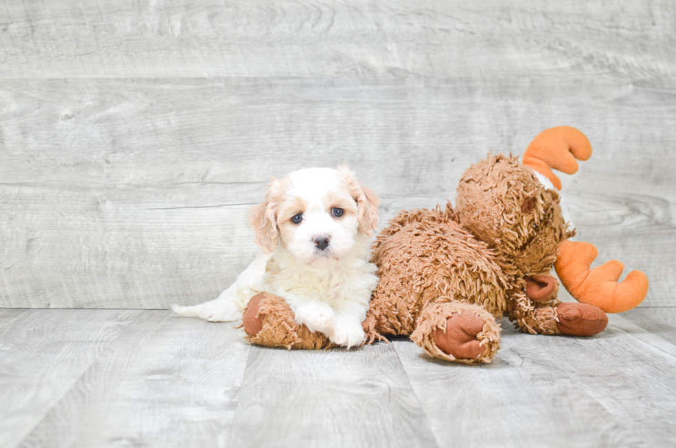 Funny Cavachon Designer Pup