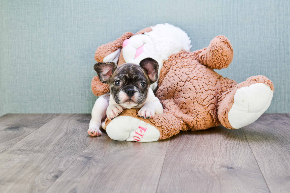 French Bulldog Puppy for Adoption