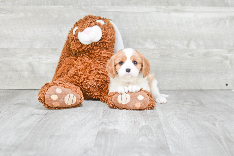 Best Cavalier King Charles Spaniel Baby