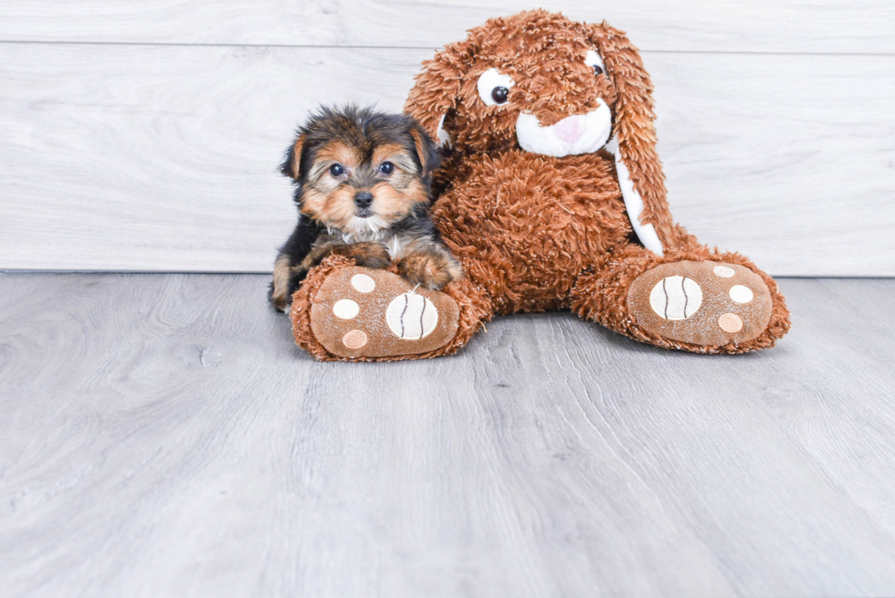 Meet Beyonce - our Yorkshire Terrier Puppy Photo 