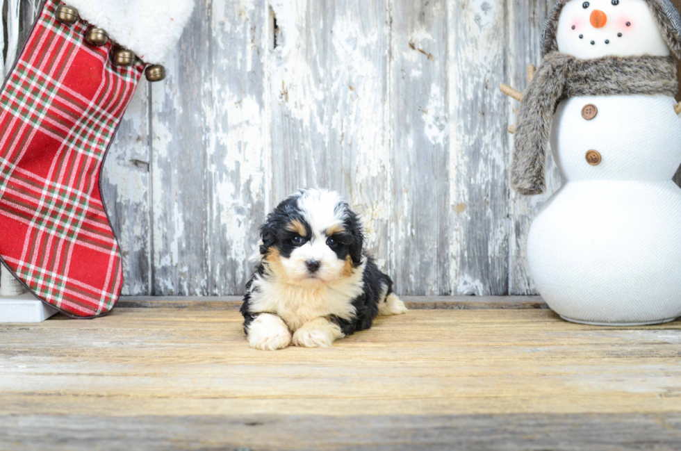 Small Mini Bernedoodle Baby