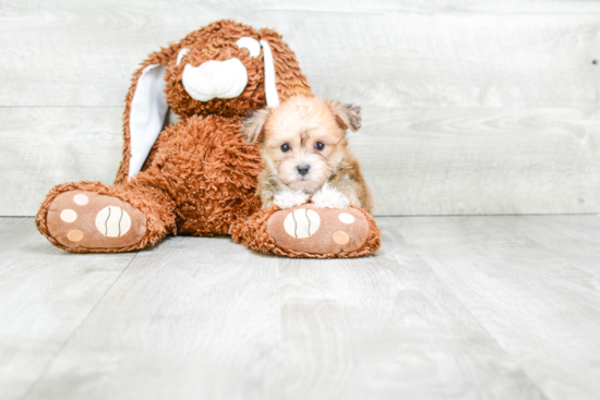 Morkie Puppy for Adoption