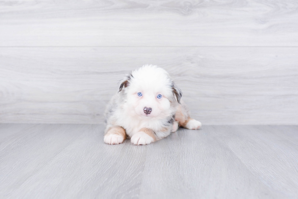 Sweet Mini Aussiedoodle Baby