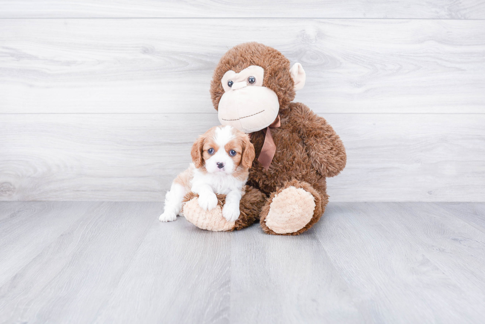 Adorable Cavalier King Charles Spaniel Purebred Puppy