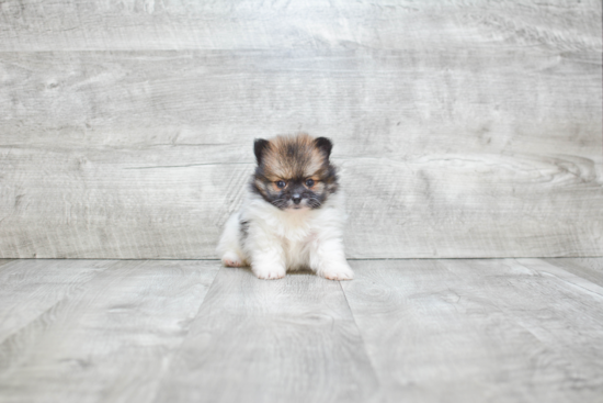 Small Pomeranian Baby