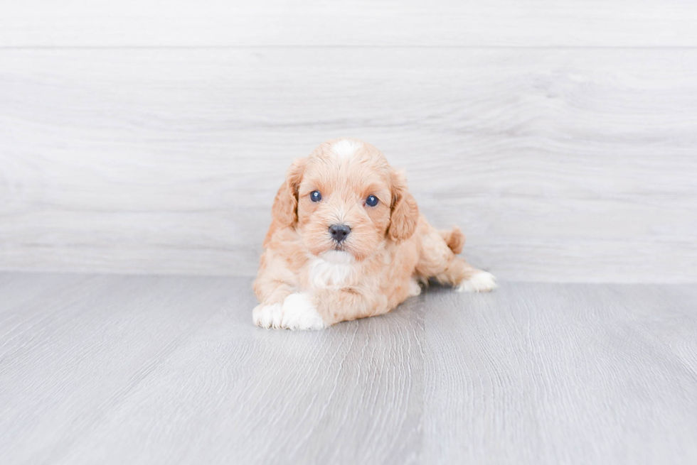 Cavapoo Pup Being Cute