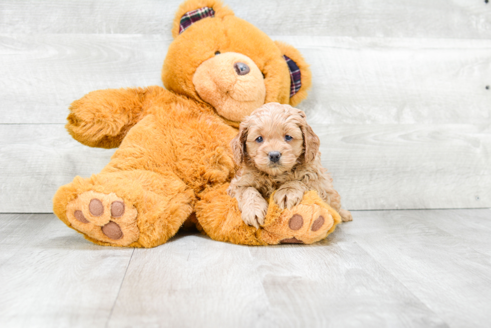 Playful Cockerpoo Poodle Mix Puppy