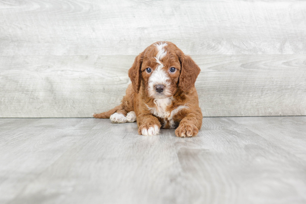 Mini Goldendoodle Pup Being Cute