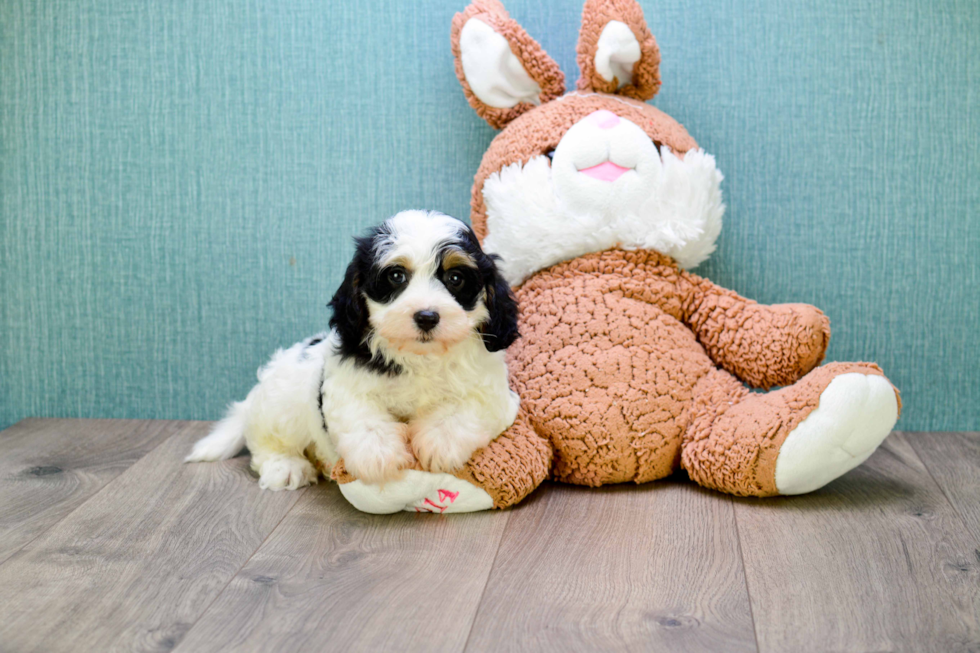 Fluffy Cavachon Designer Pup