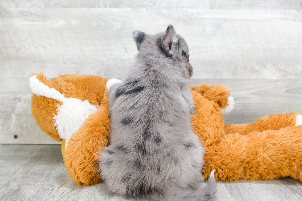 Smart Pomsky Designer Pup