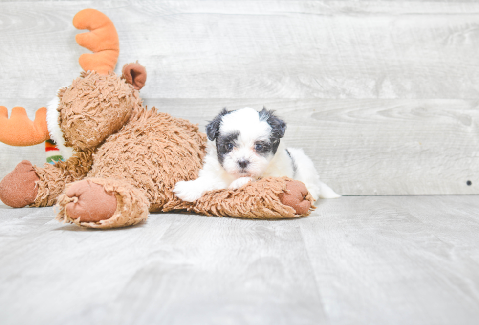 Energetic Shichon Designer Puppy