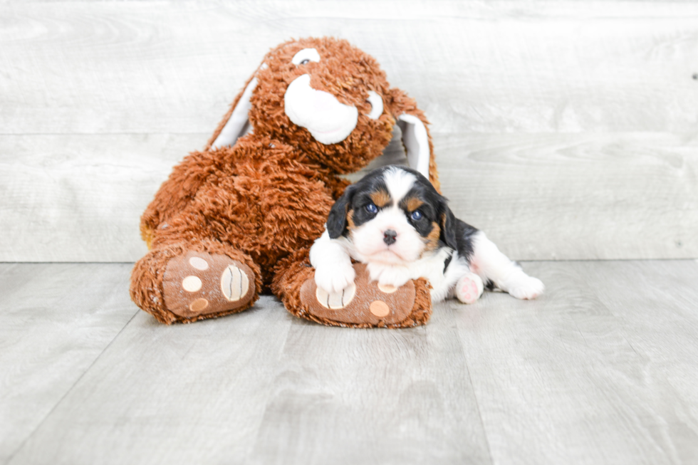 Cavalier King Charles Spaniel Puppy for Adoption