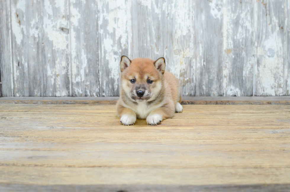 Best Shiba Inu Baby