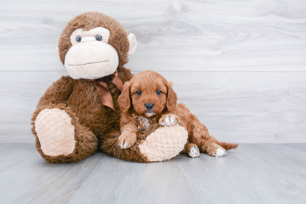 Funny Cavapoo Poodle Mix Pup