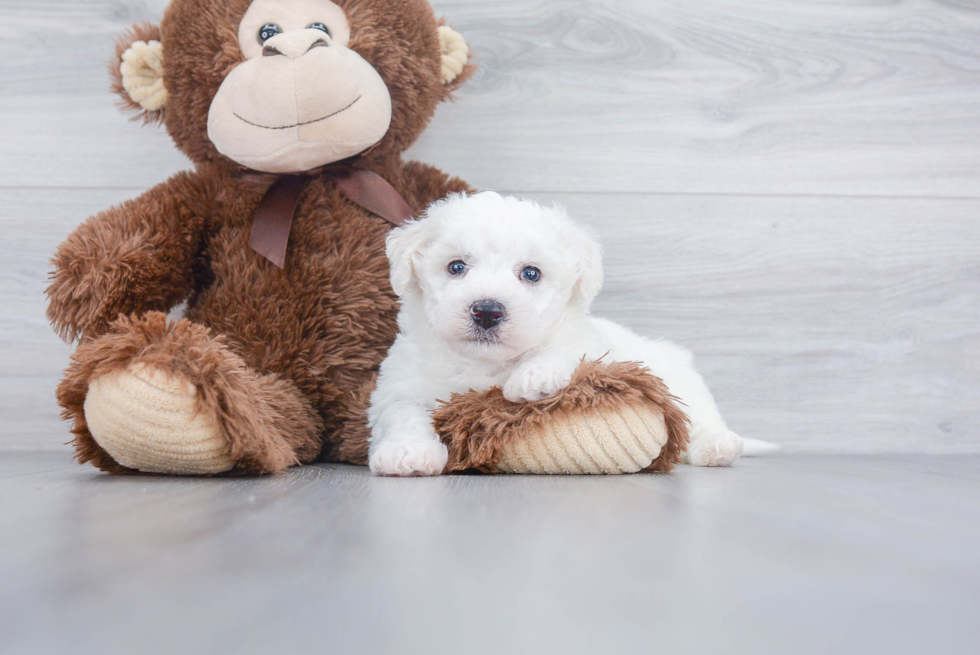 Petite Bichon Frise Purebred Puppy