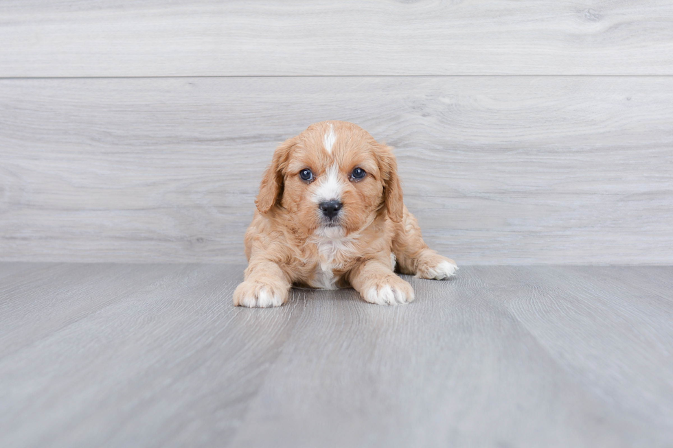 Popular Cavapoo Poodle Mix Pup