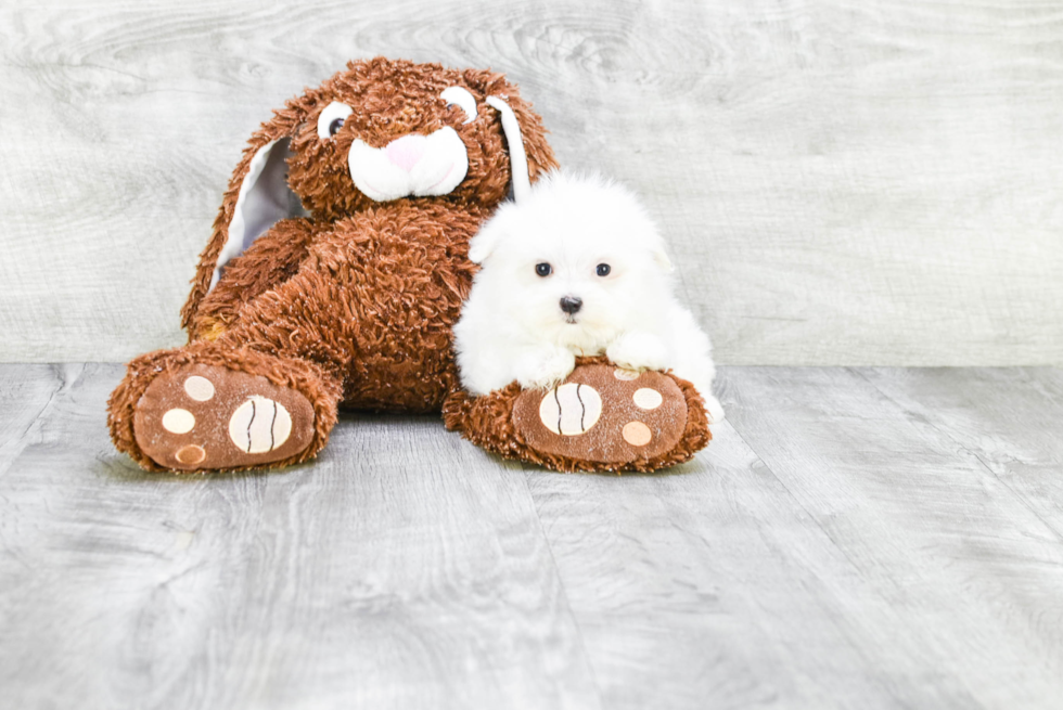 Maltese Pup Being Cute