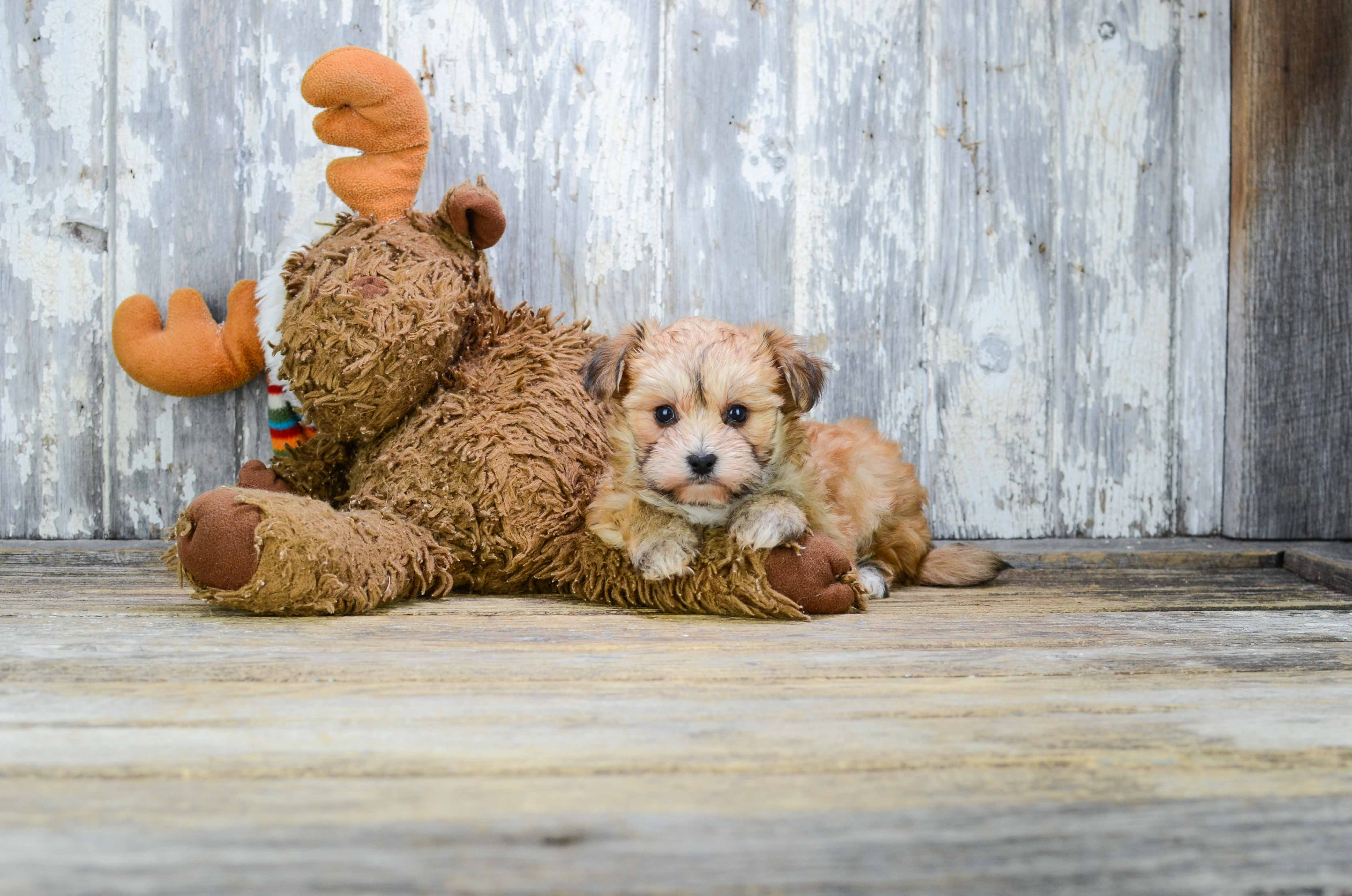 Happy Morkie Baby