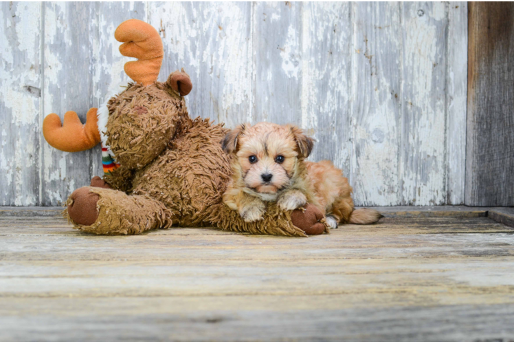 Happy Morkie Baby