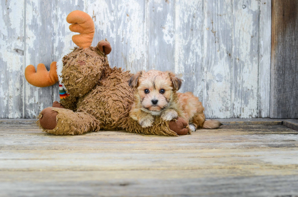 Happy Morkie Baby