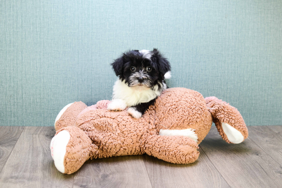 Havanese Pup Being Cute