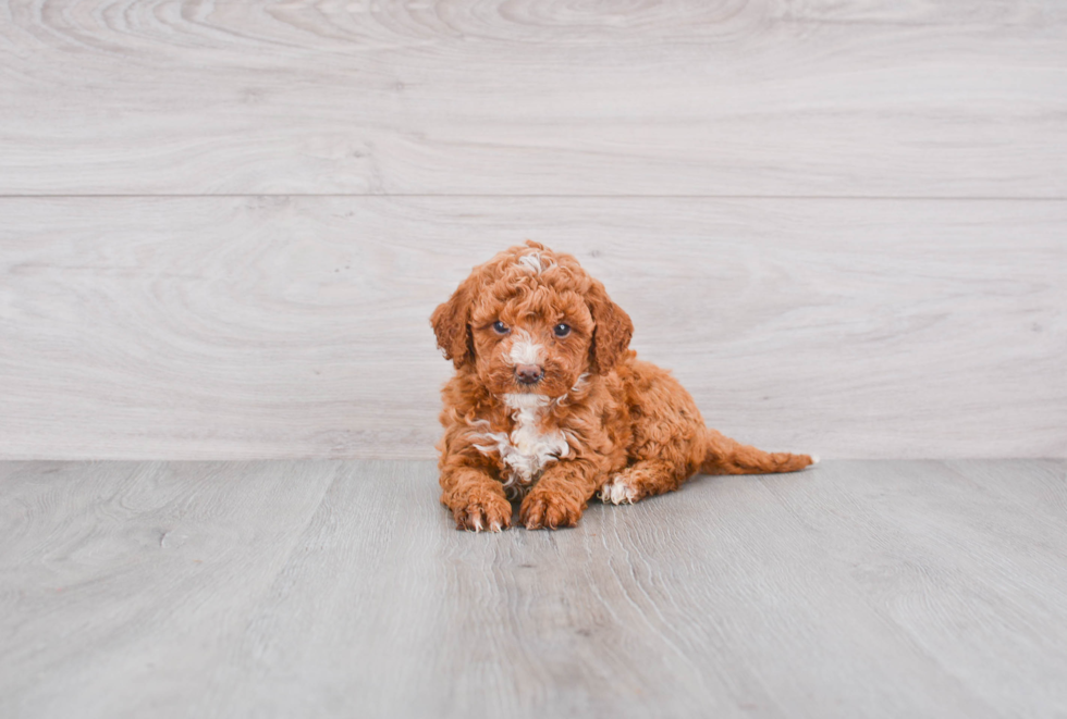 Mini Goldendoodle Pup Being Cute