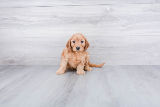 Adorable Cockerpoo Poodle Mix Puppy