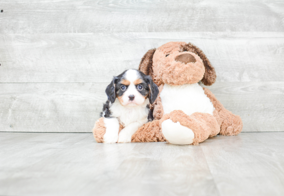 Cavalier King Charles Spaniel Pup Being Cute