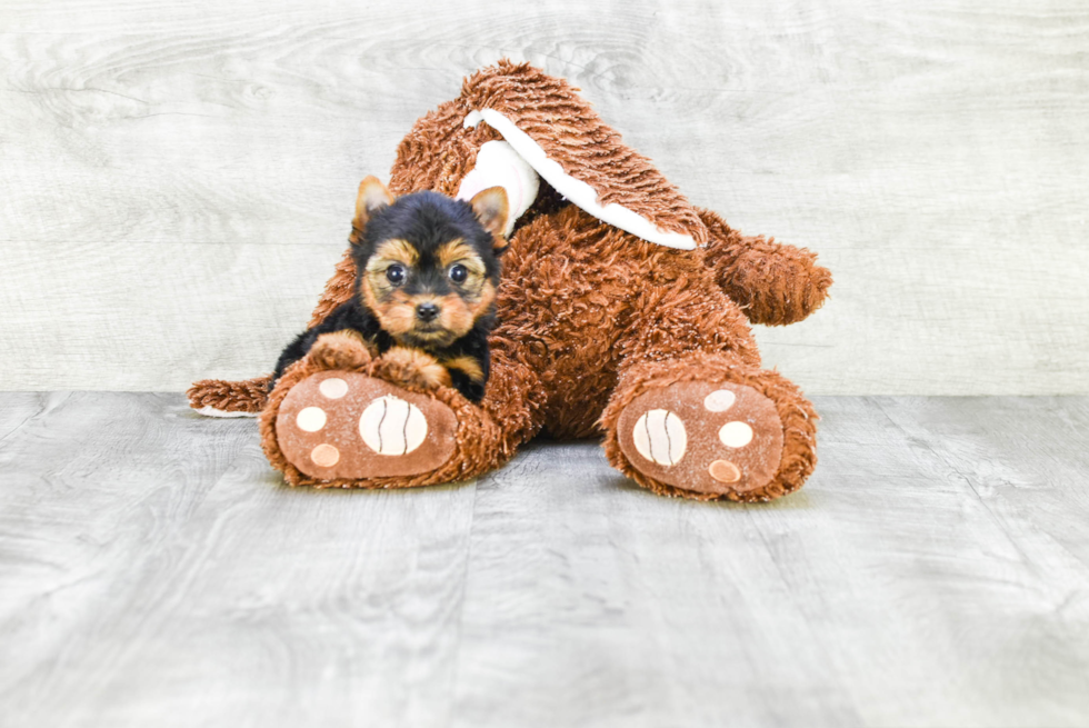 Meet Giselle - our Yorkshire Terrier Puppy Photo 