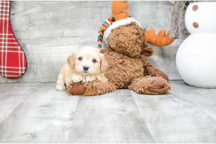 Friendly Cavachon Baby