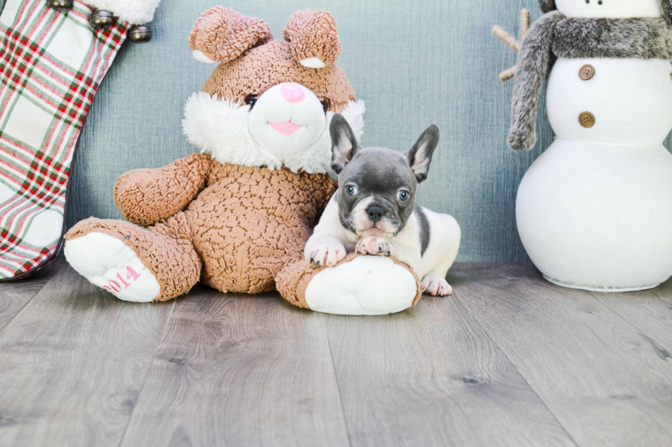 Funny French Bulldog Purebred Pup