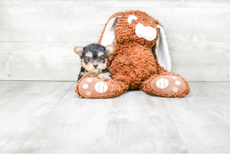 Morkie Pup Being Cute