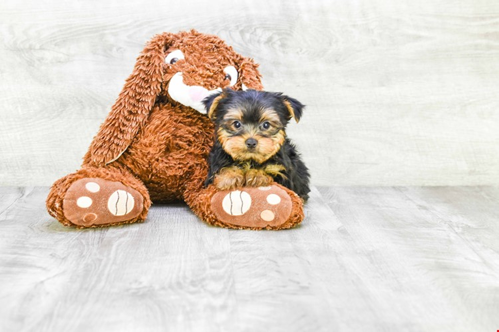 Meet Snickers - our Yorkshire Terrier Puppy Photo 