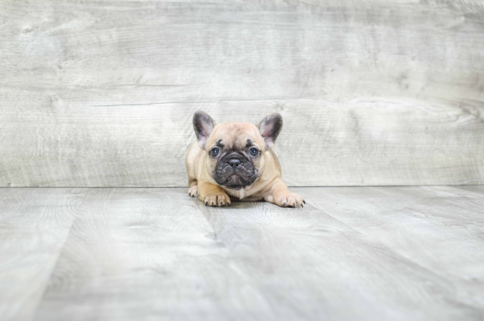 Popular French Bulldog Baby