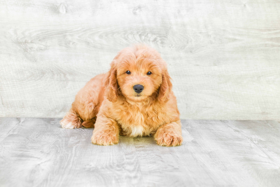 Playful Golden Retriever Poodle Mix Puppy