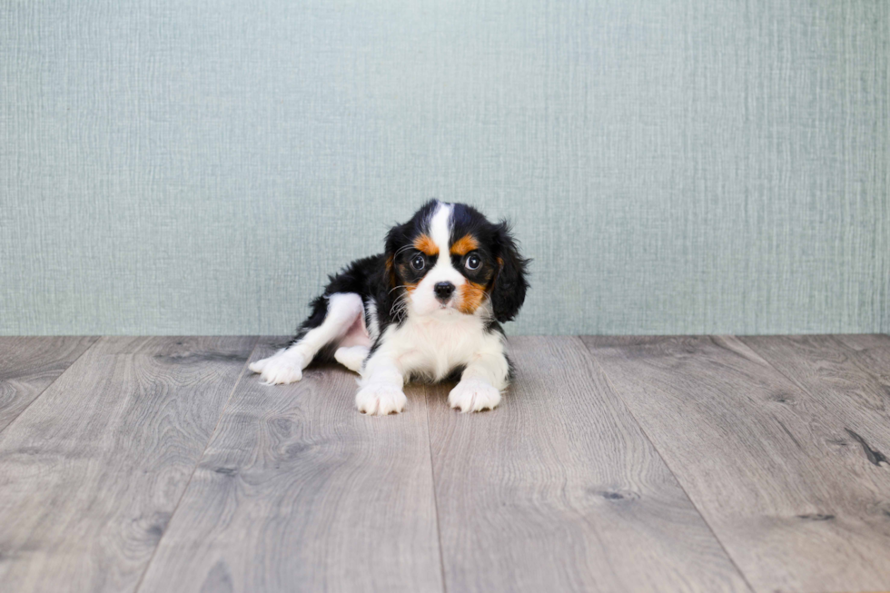 Cute Cavalier King Charles Spaniel Purebred Puppy