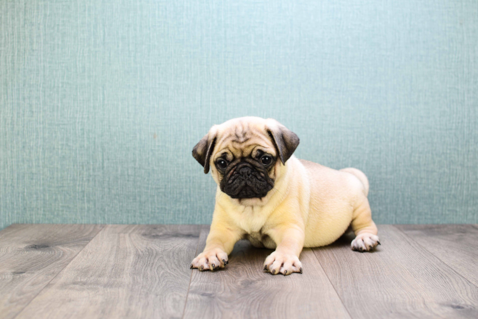 Pug Puppy for Adoption