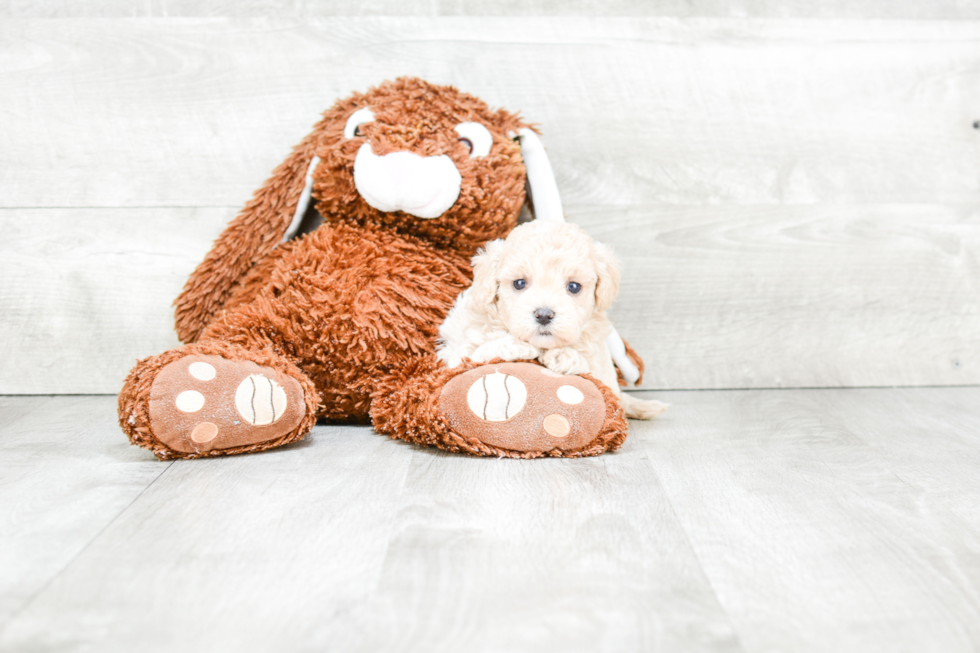 Small Maltipoo Baby