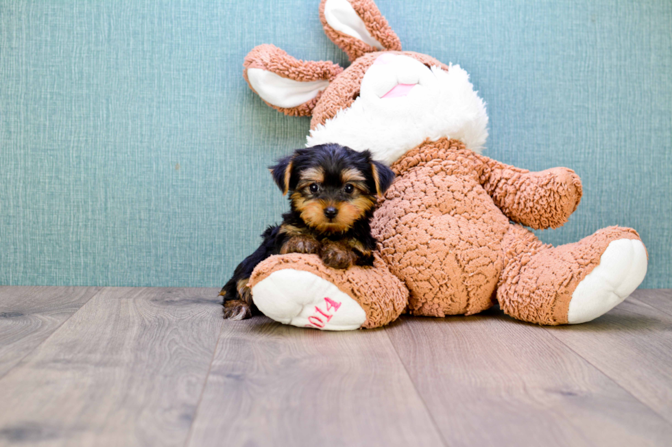 Meet Timmy - our Yorkshire Terrier Puppy Photo 