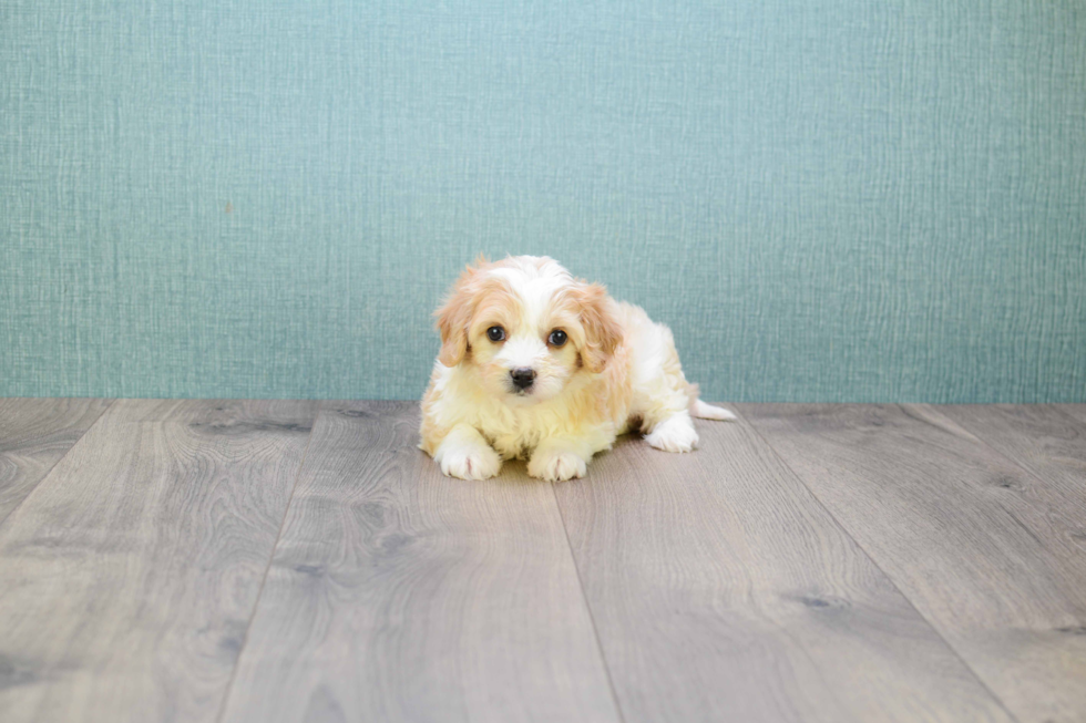 Meet Liz - our Cavachon Puppy Photo 